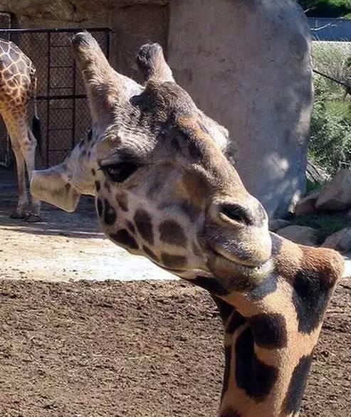 长颈鹿脖子出现"神转折",工作人员称天生就是歪的!