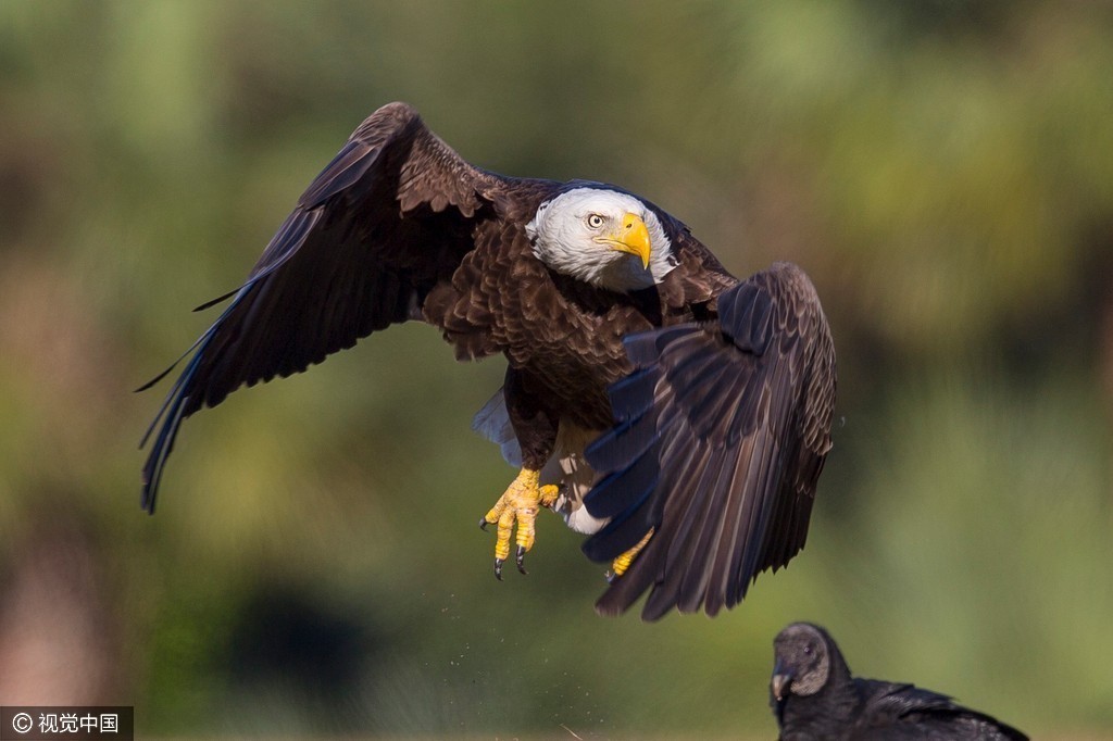 鸟生何处不尴尬:老鹰捉浣熊反遭逆袭被拖地