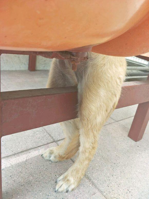 金毛的蛋蛋被卡在了桌腿上,看着都疼