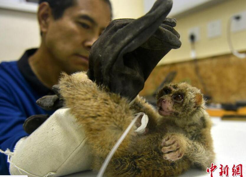 这只懒猴是浑南一所学校的学生捡到的，他们刚刚捡到时懒猴身上长满了癣，学校的师生经过精心的照顾和简单的用药后，小懒猴的精神状态慢慢开始好起来。