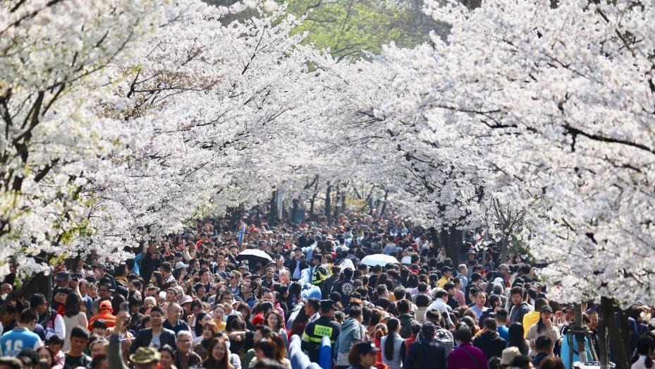 人人人!赏樱游客 人人人!赏樱游客