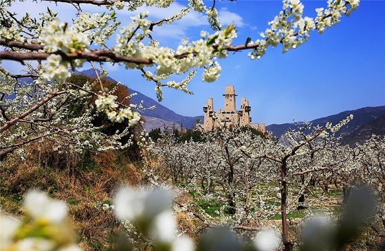 3、羌寨花海 摄影 李晓宁.JPG