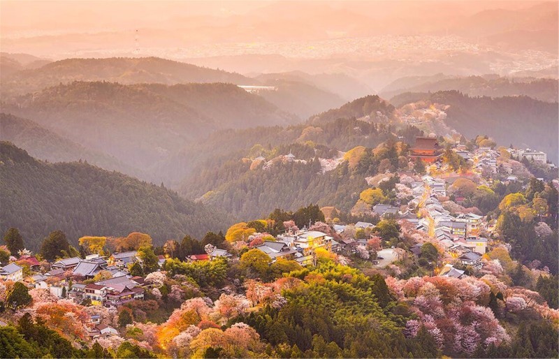 萌鹿和樱花 奈良这座城市满足你所有的少女心
