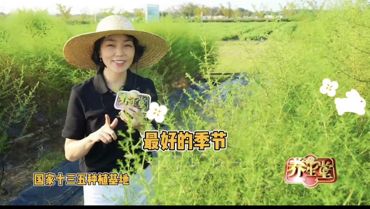 这个中秋，养生堂带你长知识。青蒿素的原材料竟然不是青蒿！