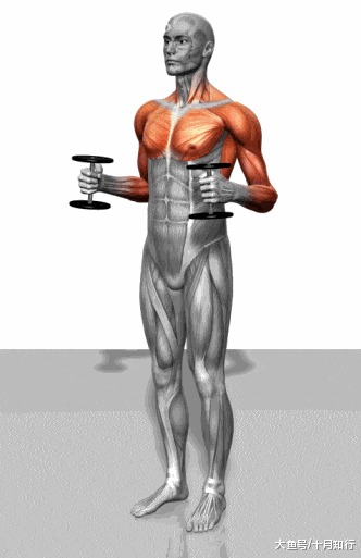 初到健身房一脸蒙圈? 24个肌肉训练动图与详解