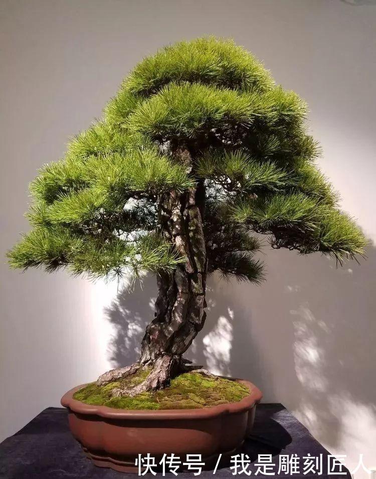 2018首届江苏精品盆景展