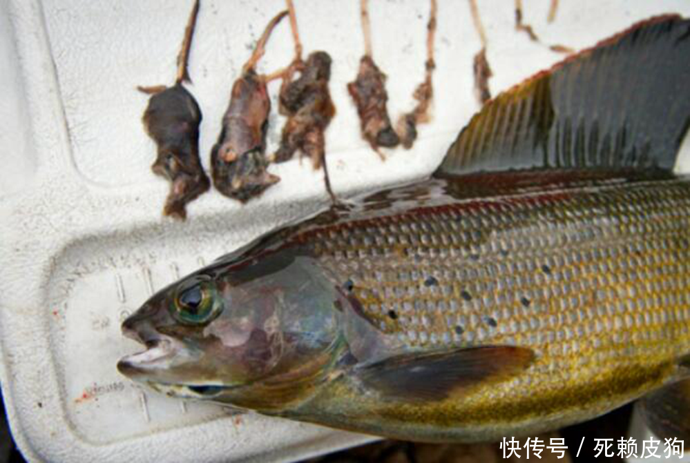 然后查了查,这些黑色的像老鼠一样的东西竟然是"鼩鼱",寄居生活.