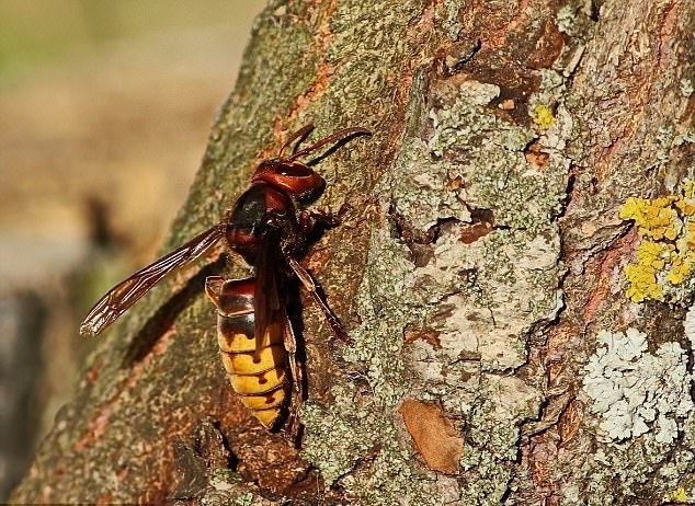 盘点世界最大昆虫 令人望而生畏 盘点世界最大昆虫 令人望而生畏