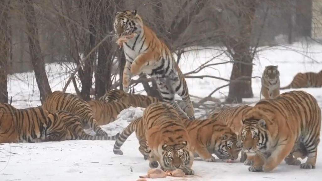 虎年就是要虎虎生威!东北虎群开饭 上演“虎口夺食”大戏 虎年就是要虎虎生威!东北虎群开饭 上演“虎口夺食”大戏