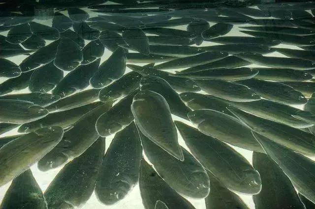 这里说的鳎目,其实就是比目鱼.