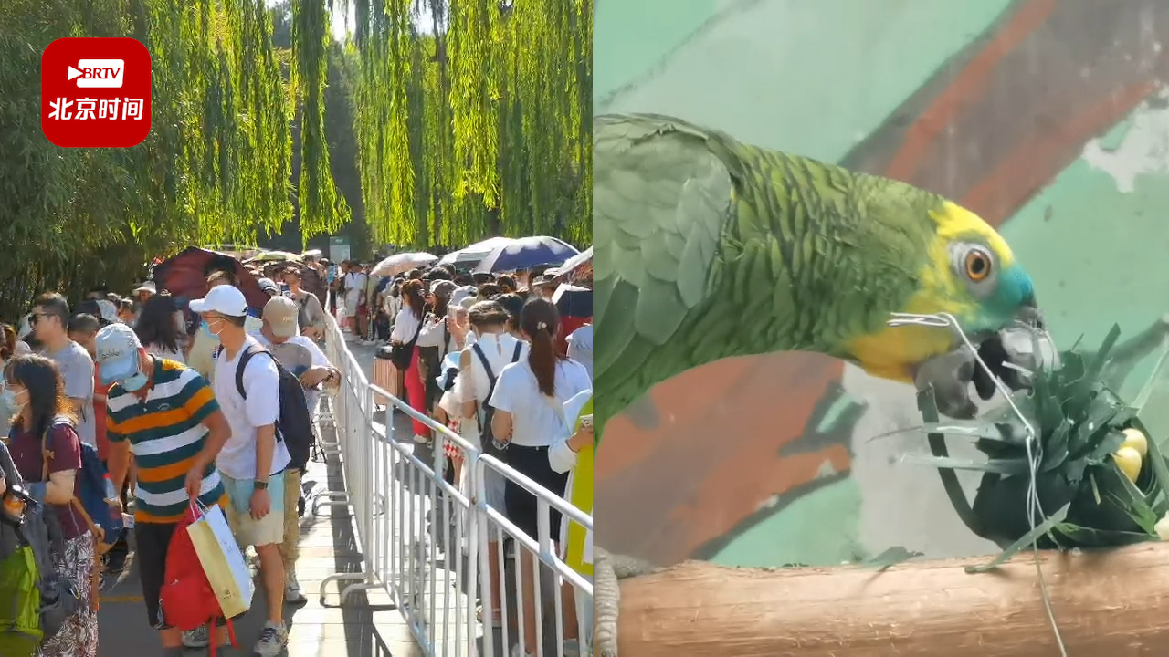 端午节首日!北京动物园迎来客流高峰 游客排长队看萌兰~ 端午节首日!北京动物园迎来客流高峰 游客排长队看萌兰~
