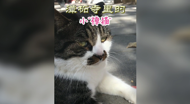 潭柘寺里的小"禅猫"