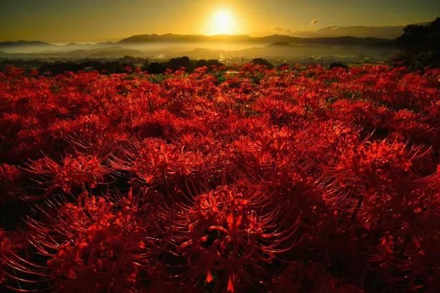 日本500万株彼岸花即将盛放 花海的绚烂景色也令人陶醉 雪花新闻 日本500万株彼岸花即将盛放 花海的绚烂景色也令人陶醉 雪花新闻