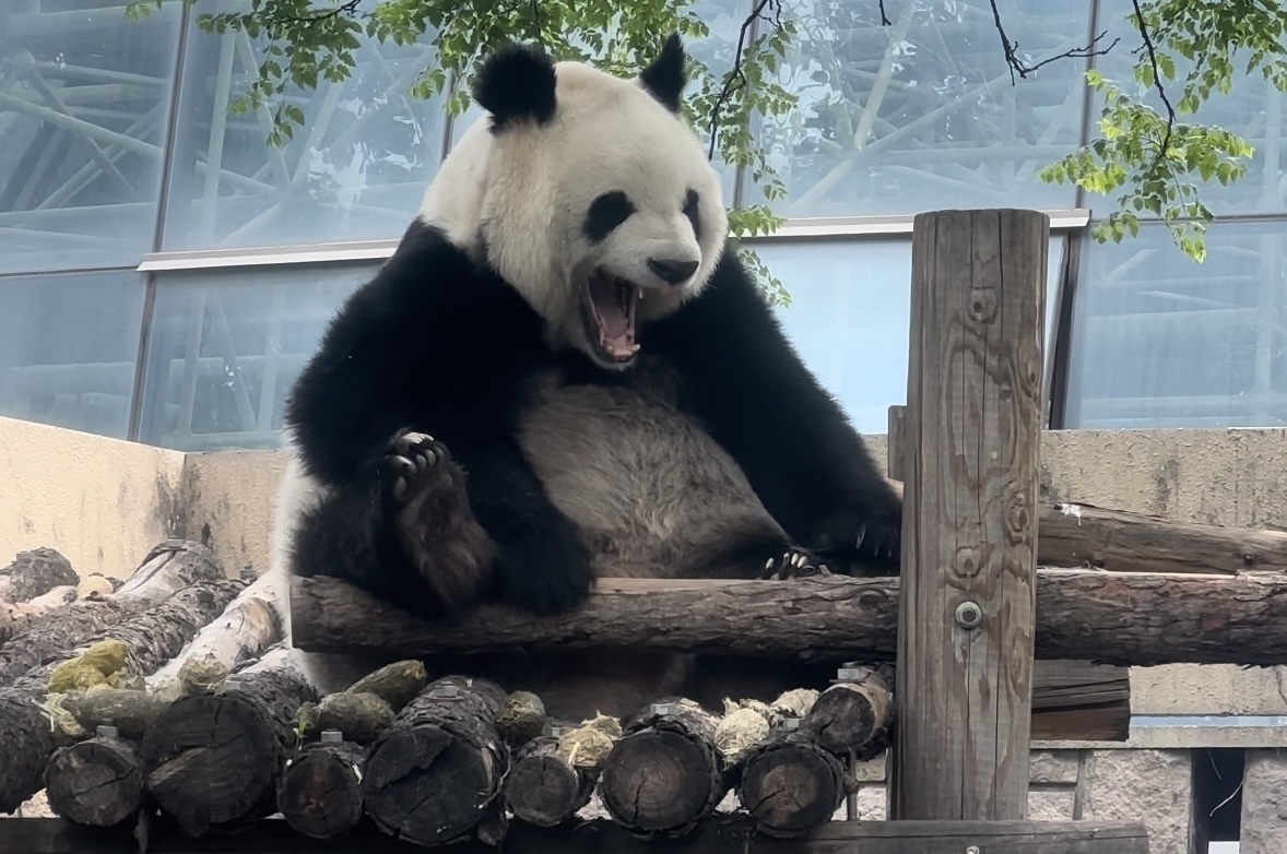 大熊猫萌萌刚睡醒的样子