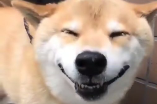 正喝水的柴犬看见宠主后,开心的笑了起来,幸福