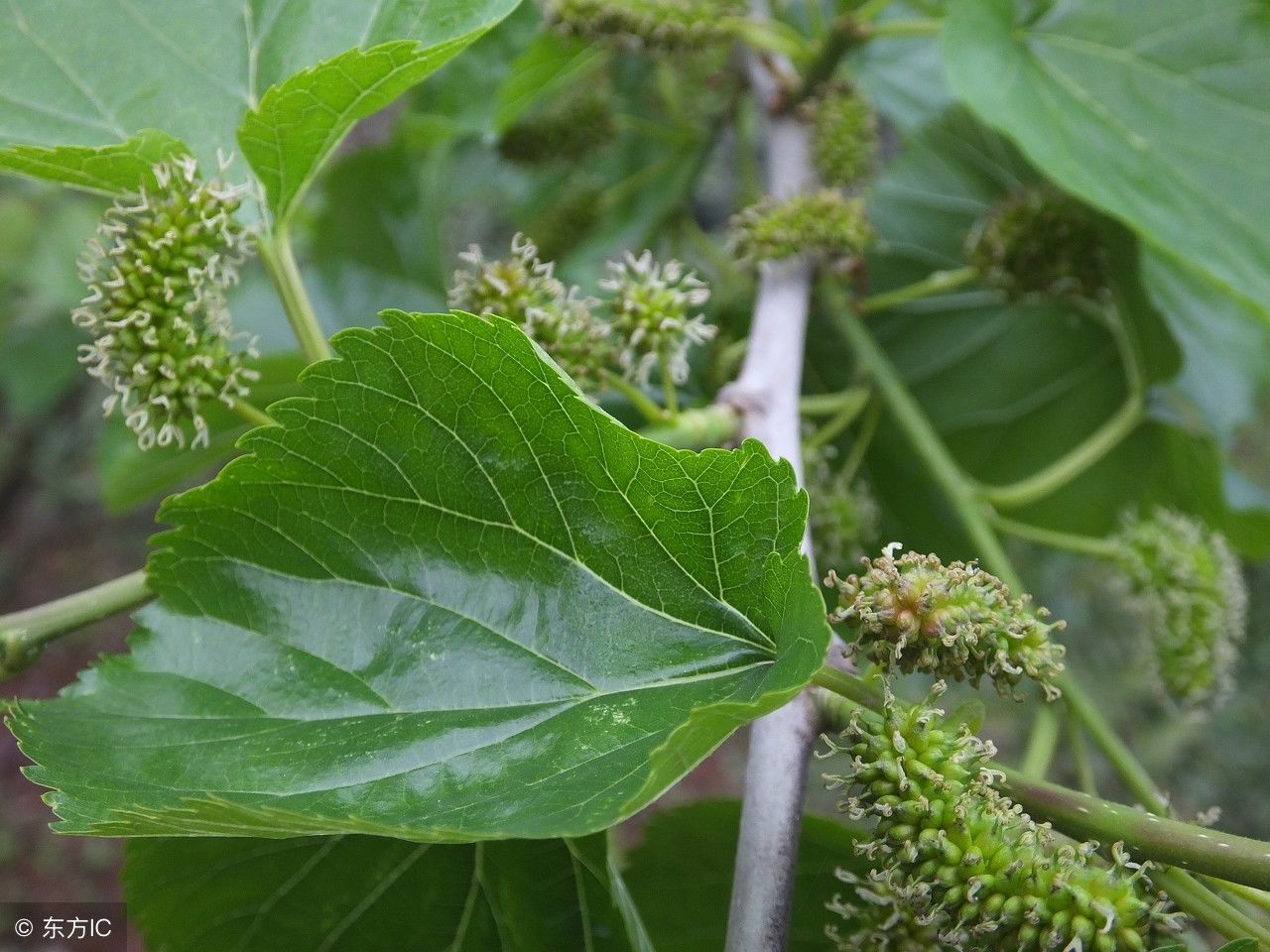 农村人家里的桑叶,药用价值十分广泛