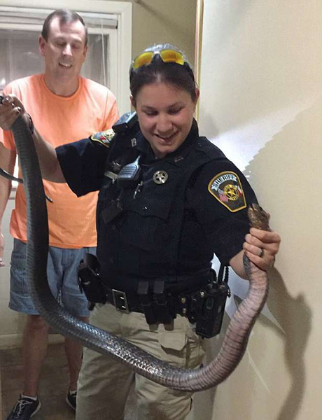 美国女警长赤手帮居民捉蛇获网友赞誉 美国女警长赤手帮居民捉蛇获网友赞誉