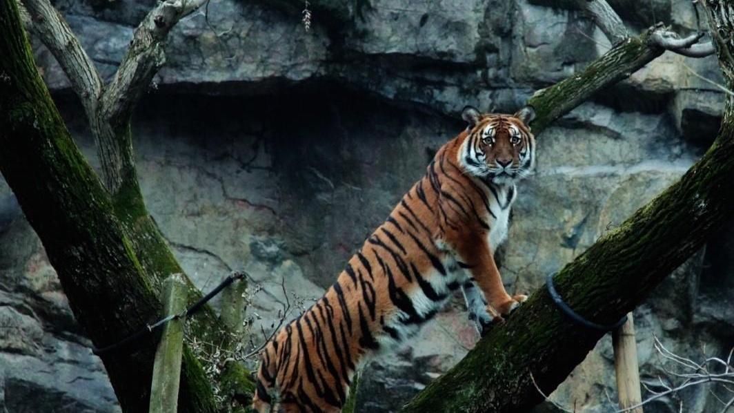 首次证明中国是虎演化史上的“基因大熔炉”