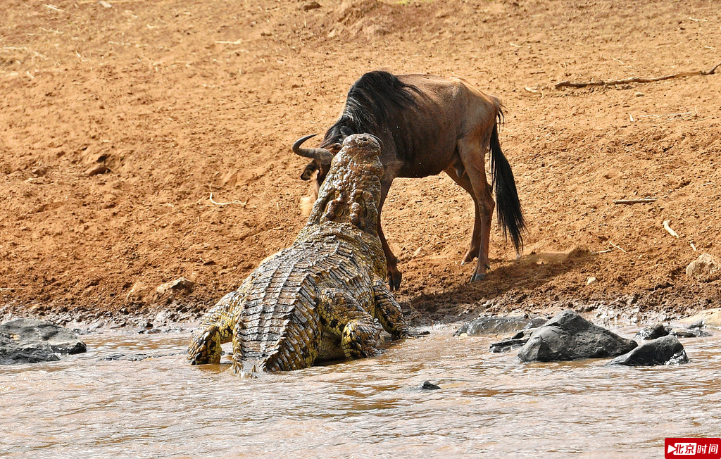 肯尼亚角马进行年度大迁徙 惨遭鳄鱼狩猎