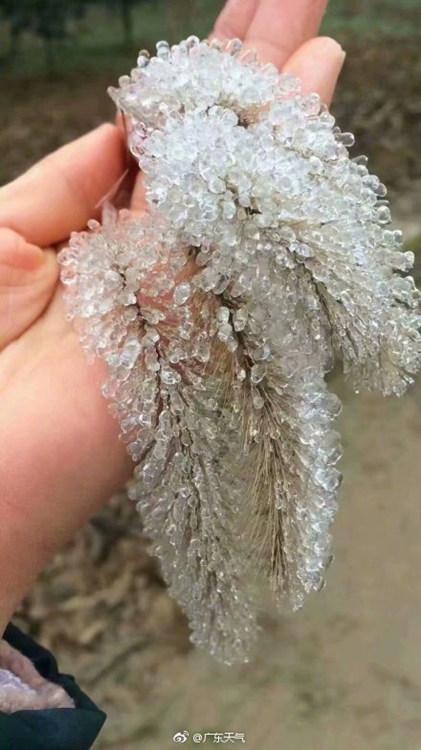 雨凇和雾凇 雨凇和雾凇