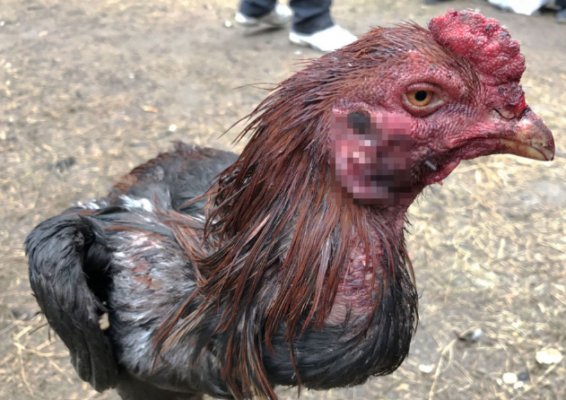 闹市公园现斗鸡大战 近百人自带板凳围观