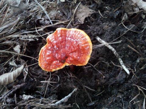 老农下地干活意外发现灵芝,却为何夺命而逃?