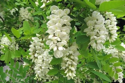 止 血 剂小蓟饮子、槐花散、黄土汤、十灰散