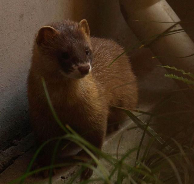 被黄鼠狼附身怎么办?千万记住要这样!