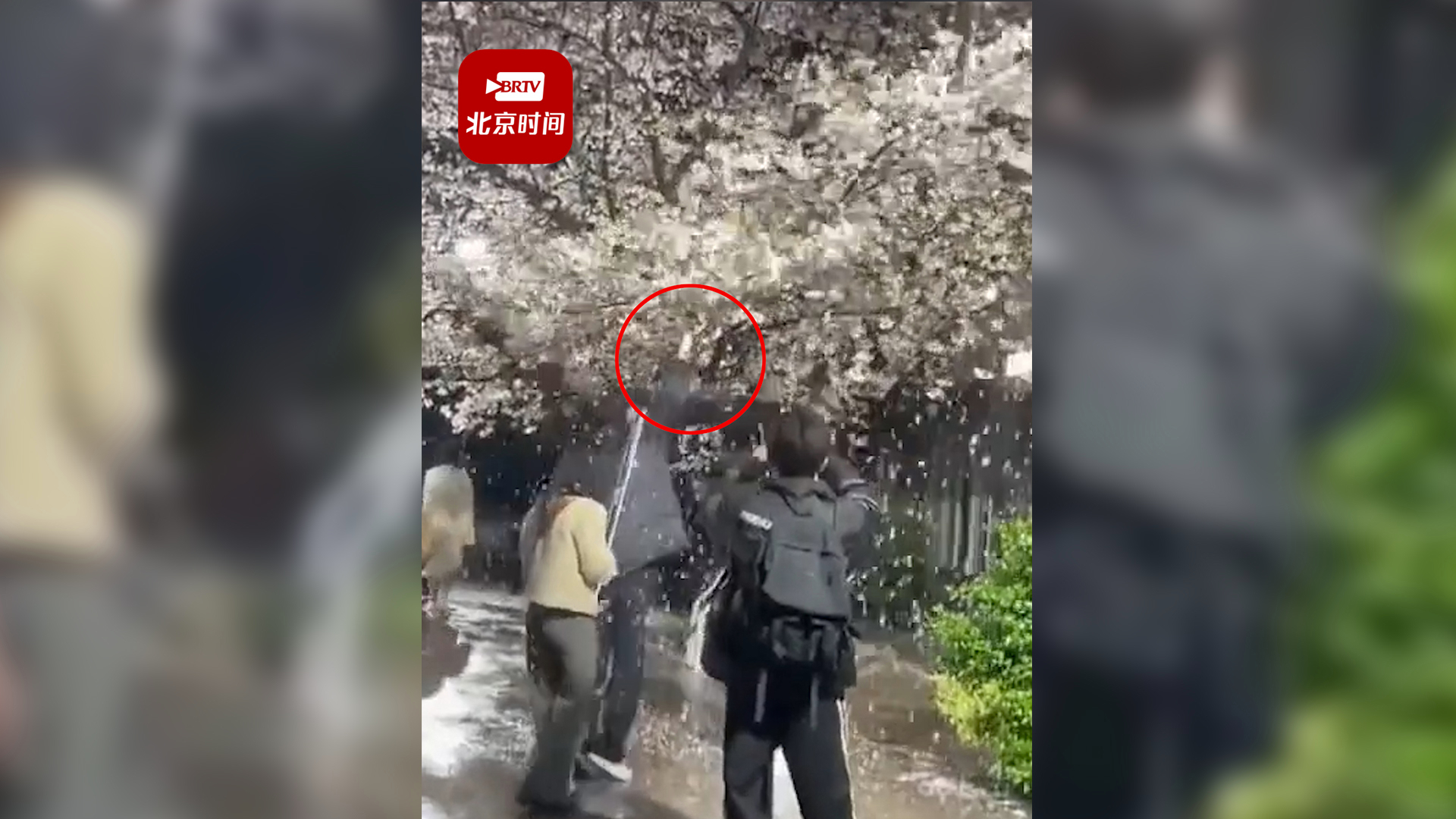 杭州一网红团队深夜狂摇百年樱花树拍摄 街道办:有人巡逻 看到会制止
