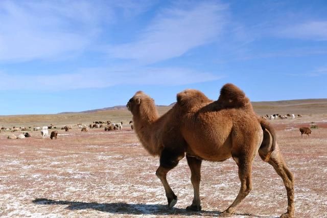 骆驼为什么不怕仙人掌?还吃的津津有味,网友:
