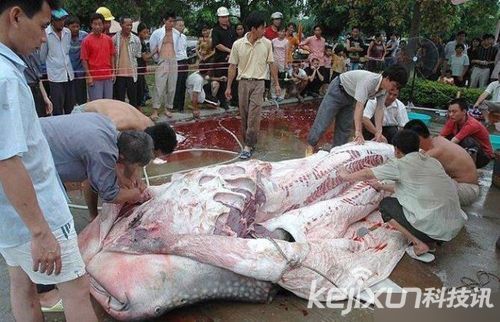 江西抓到巨型食人鱼面目惊悚 解剖后腹内发现人骨恐怖至极 江西抓到巨型食人鱼面目惊悚 解剖后腹内发现人骨恐怖至极