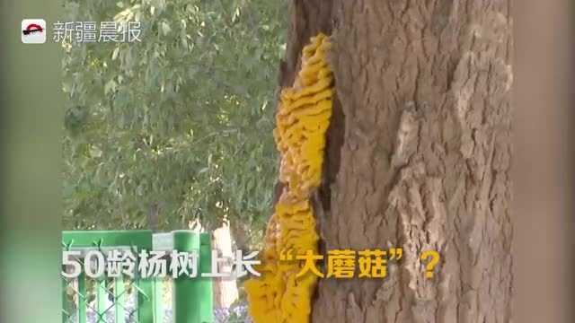 奇！五家渠50龄杨树上长“大蘑菇”？