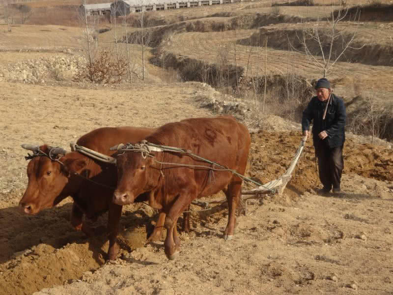几年之后,这3类耕地,2类宅基地或将收回,农民要清楚!