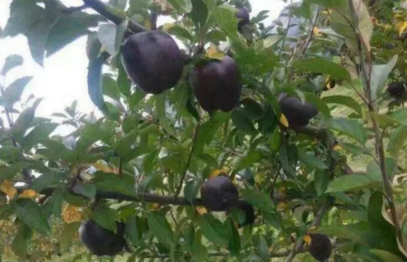 老汉种了一片黑苹果树,几年都未开花结果,8年