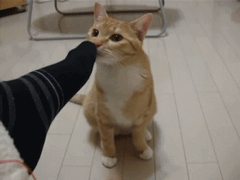 现在流烤面筋,我来试试铲屎的烤香脚,先闻一闻.