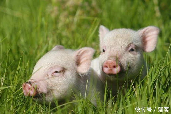 猪客网赵辉:猪得了流感,吃什么药好的快?