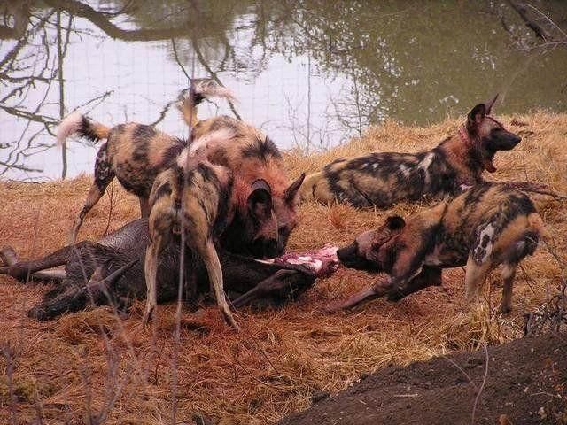 它们最痛恨非洲二哥鬣狗,往往见一个就干掉一
