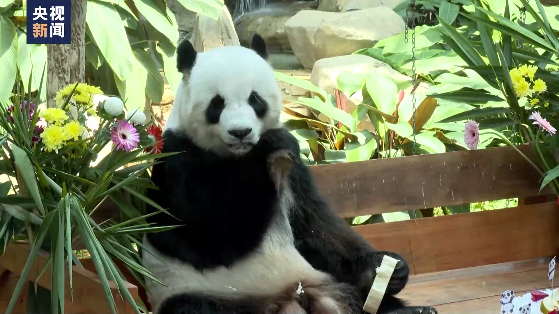 马来西亚国家动物园为旅马大熊猫