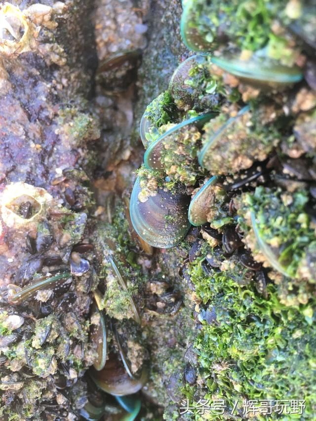 中国唯一、一个遍布海鲜的无人荒岛,德哥来野