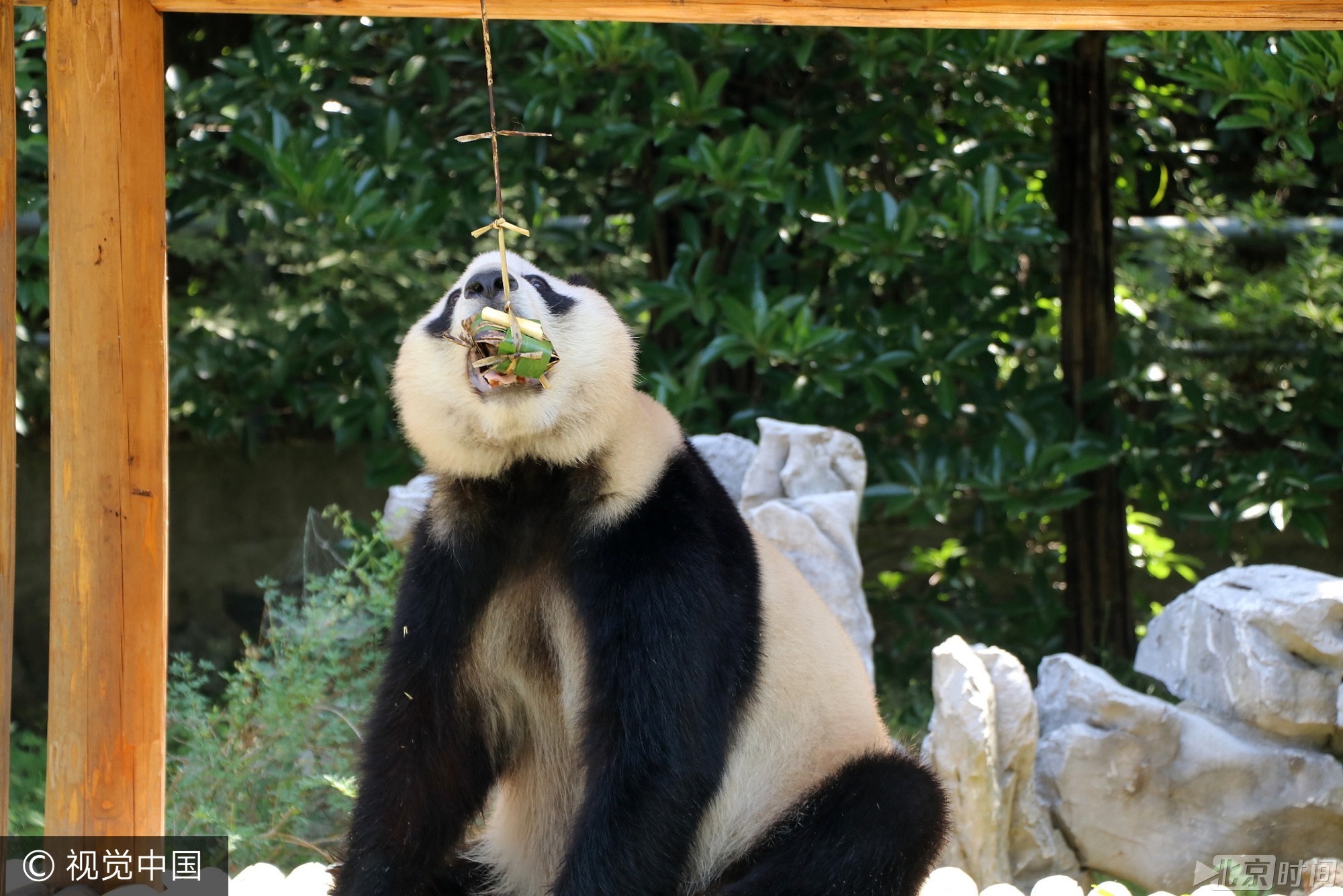 2017年5月26日， 我国传统节日端午节临近，当日，扬州茱萸湾动物园的饲养员用窝窝头、竹粉、苹果等食材为大熊猫、袋鼠等动物精心制作了特殊的粽子，让它们享受美食迎接端午。