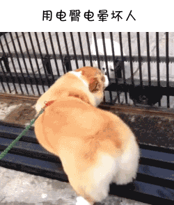 不要小看我哦,我可是恶犬呢!