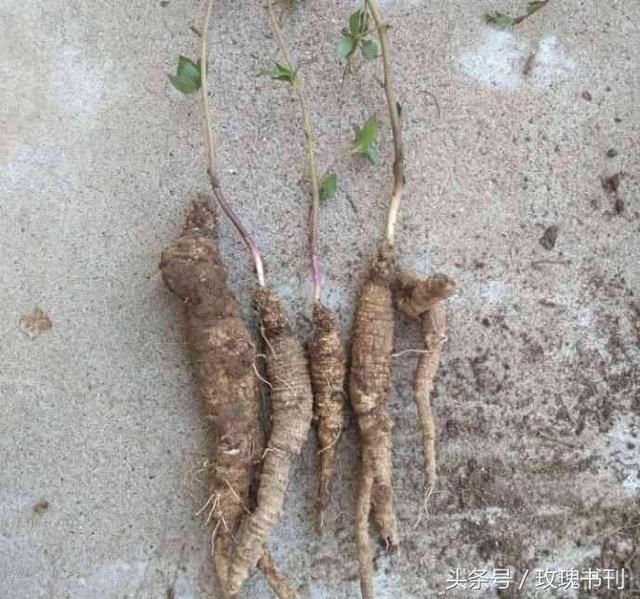农村人把这个称为山胡萝卜,富含17种氨基酸