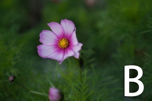 5D4、a7rII、SONY7RM3哪款好