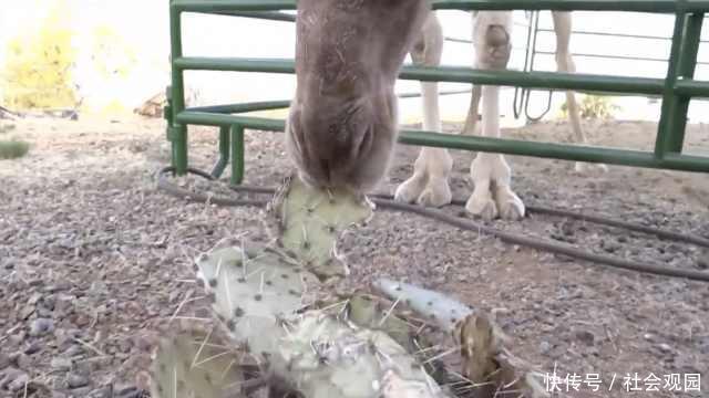为什么骆驼吃全身长满刺的仙人掌不会被扎到嘴