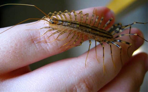 这个小虫子叫蚰蜒而且还在益虫,在日本被当做
