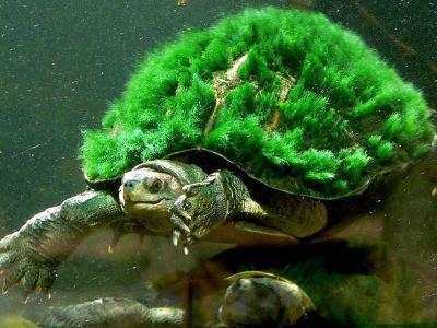 中国四大珍奇龟 神奇宝贝丛林龟惊现 第四为玄