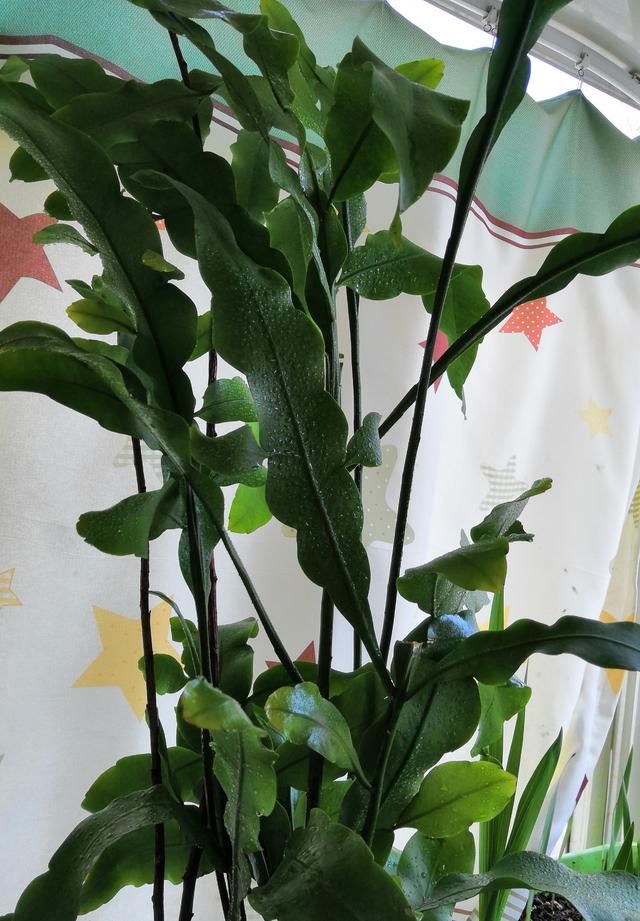 家里养一盆昙花等于养一颗灵芝草