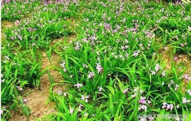 国家指明致富方向,农村种植中药市场大,还有补