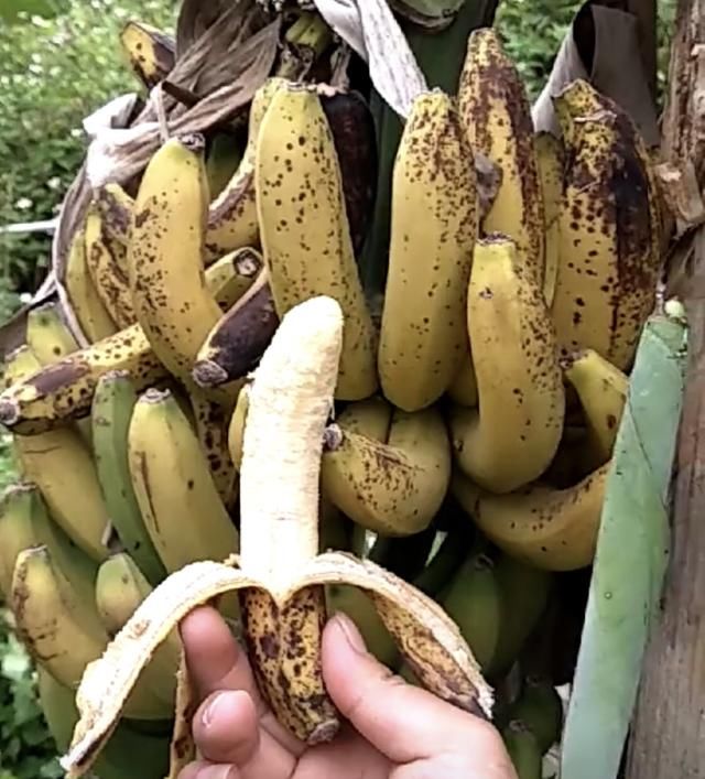 农民种植香蕉,为何烂在树上,也无人采摘