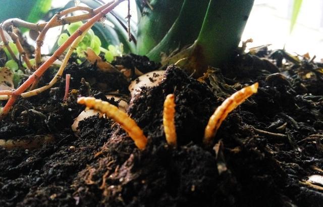 一岁九个月的仓鼠宝宝永远的走了:从此再无老